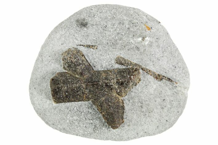 Twinned Staurolite Cross In Glittering Mica-Schist - Russia #356596